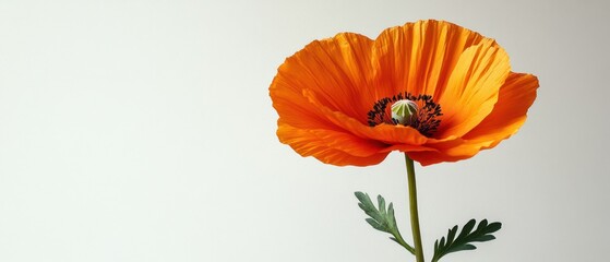 Single Orange Poppy Flower with Green Stem and Leaves