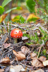 Toxic Wild Mushrooms growing in Pine Forest