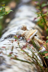 Whitish grey coloured mushrooms on a tree in a forest