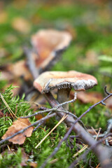 Mushroom fall forest Mushroom autumn mushroom in  forest sorrounded by green lush moss