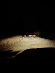 MacDonald Pass, Montana Cattle