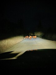 MacDonald Pass, Montana Cattle