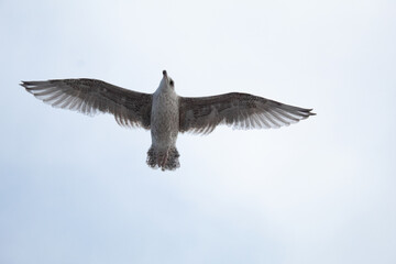 free flight of a seagull in the evening sky over the sea