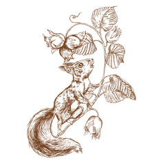 Squirrel and a branch with nuts. Vintage illustration.