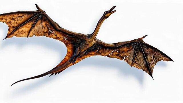 Pterodactyl in flight on white background. Prehistoric wildlife and dinosaur concept