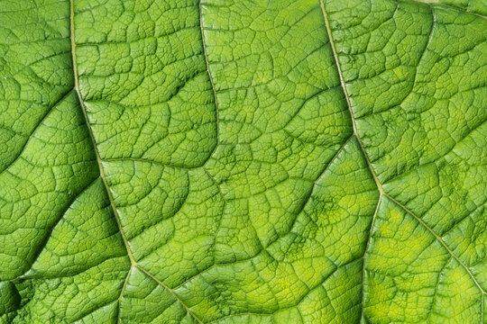 Une mati&egrave;re de feuille verte dans une for&ecirc;t en France