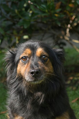 Porträt eines Dackel Mischlings