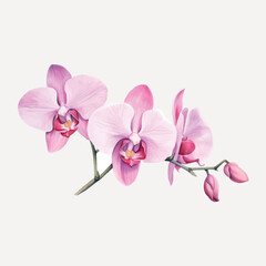 Fototapeta premium Elegant pink orchid flowers