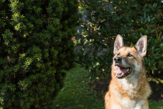 Deutscher Sch&auml;ferhund im sonnigen Garten