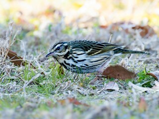 地面に降りて草原でエサを探しているビンズイ