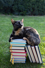 domestic cat sits on a stack of books lying on the lawn. Learn together with a curious furry pet....