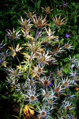 close up of a cactus
