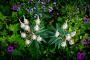 bee on a flower