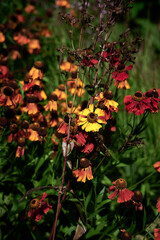 red and yellow flowers