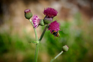 bee on a flower