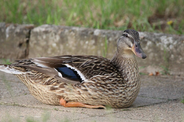 Stockente