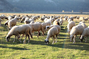 sheep and lambs