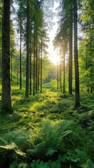 A serene forest scene with tall trees, lush ferns, and sunlight filtering through the leaves, creating a tranquil atmosphere.