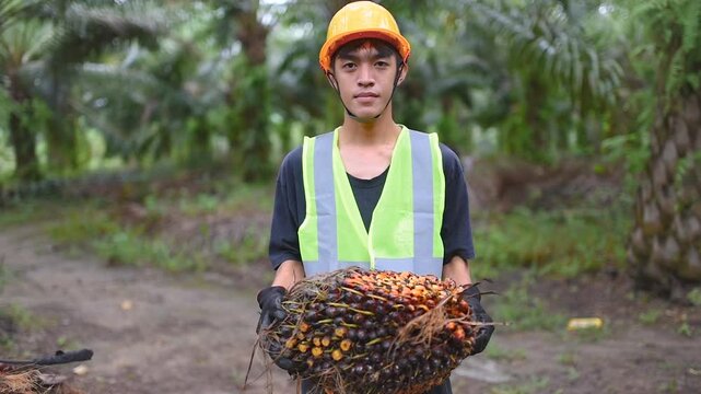 A male palm oil farmer lifts palm fruit with a happy smile in the middle of his palm oil plantation