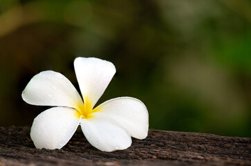 White plumeria flower on natural background.