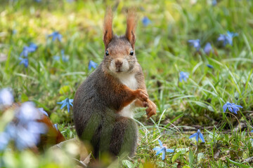 Neugierig schauendes Eichhörnchen auf der Blumenwiese