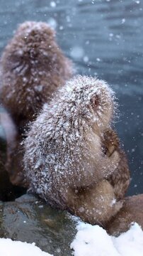 vertical video of cute Japanese macaques in hot springs in Japan, winter holidays in Japan, cute monkeys in the snow in Japan, heavy snowfall in Japanese hot springs