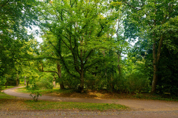 Fototapeta premium park with a tree in the middle and a path leading to it