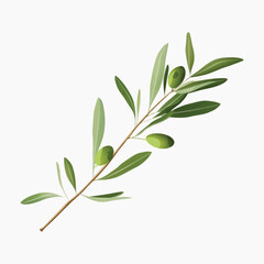 Olive branch with green olives
