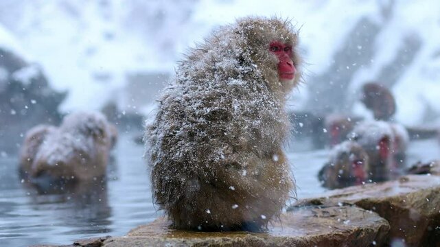 Japanese macaques in hot springs in Japan, winter holidays in Japan, cute monkeys in the snow in Japan, heavy snowfall in Japanese hot springs