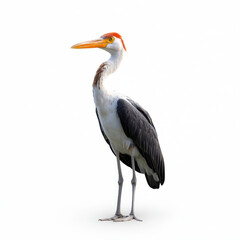 Obraz premium Isolated image of a white stork with orange beak and black wings, standing against a white background.
