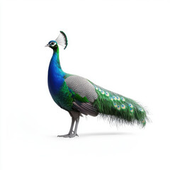 Naklejka premium A vibrant peacock displaying its colorful plumage while standing against a white background, showcasing its natural beauty.