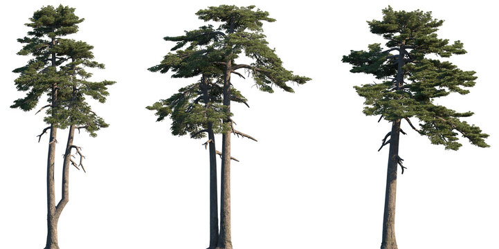 Set of Pinus heldreichii (the Bosnian pine or Heldreich's pine) frontal set trees isolated png on a transparent background perfectly cutout
