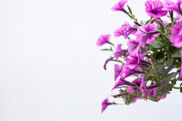 Close-up of blooming pink hanging petunias, capturing the beauty of seasonal flowers for use in flower cultivation and decoration themes.