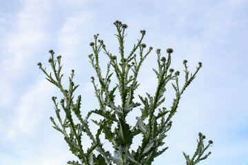 Spiky leaves of Thistle (Onopordum acanthium), a plant known for its pharmaceutical benefits, growing tall under an open sky.