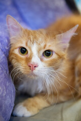 Porträt einer rot-weißen La Perm Katze