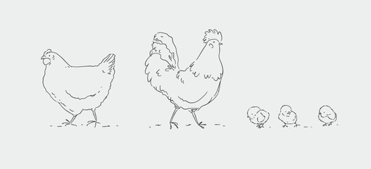 Hen chicks and rooster, chicken farm family drawing on white background