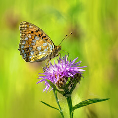Beautiful butterfly Fritillary Aglaya drinks nectar. Dark green fritillary (Argynnis or Speyeria aglaja) butterfly sitting on flower brown knapweed (Centaurea jacea)