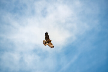 Marsh harrier, spreading its wings, soars above the ground against the background of the blue sky