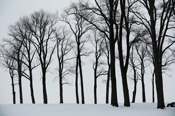 Stark Silhouettes of Leafless Trees on a Pure White Backdrop