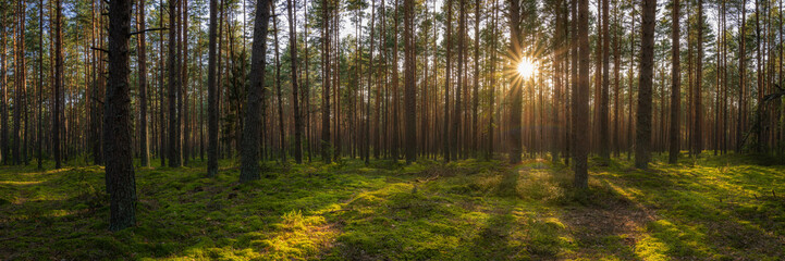 pine old forest with lush green moss and warm evening sun light with sunbeams from behind trees. beautiful widescreen view format 15x5. picturesque summer landscape