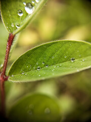 Nature Photography, Close-up of Fresh Green Leaf with Water Droplets in Soft Focus, macro, dew, foliage, plant, natural, morning, moisture, botany, environment, freshness, organic texture