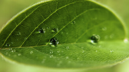 Nature Photography, Close-up of Fresh Green Leaf with Water Droplets in Soft Focus, macro, dew, foliage, plant, natural, morning, moisture, botany, environment, freshness, organic texture
