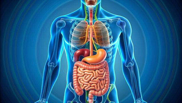 Anatomy of the Human Digestive System Illustrated