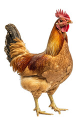 Fototapeta premium Brown chicken standing on a transparent background