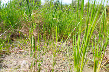 green grass and dry grass growing in the field near the pond