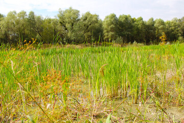 green grass and dry grass growing in a field near a pond and trees