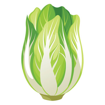 recommend clip art: Endive vector illustration isolated in white background