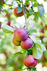 Apples on a tree in an orchard, North Salem, NY,  September 15,  2012