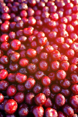 Cherry with drops water, background, texture. Lots of cherries on sunset. Cherry background. Beautiful Red berries background. Delicious Cherry berry background. Bunch of red cherries in bright light