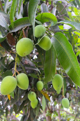 Green fruit mangoes hanging on tree with lush leaves